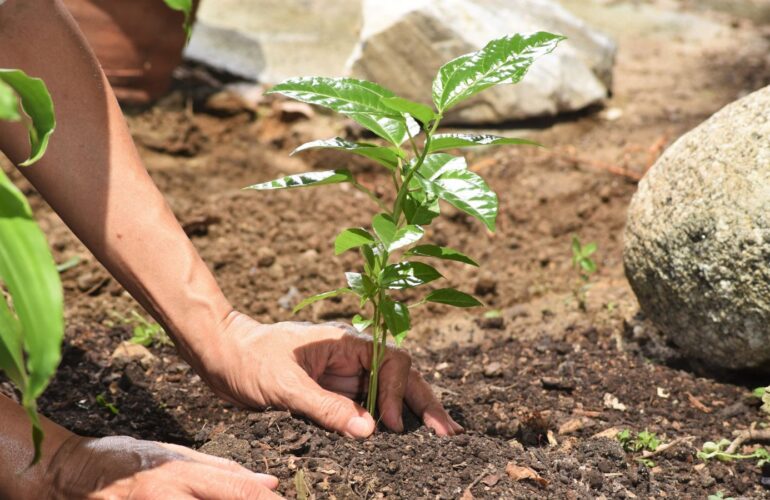 Ward Williams HR contribution to tree planting campaign