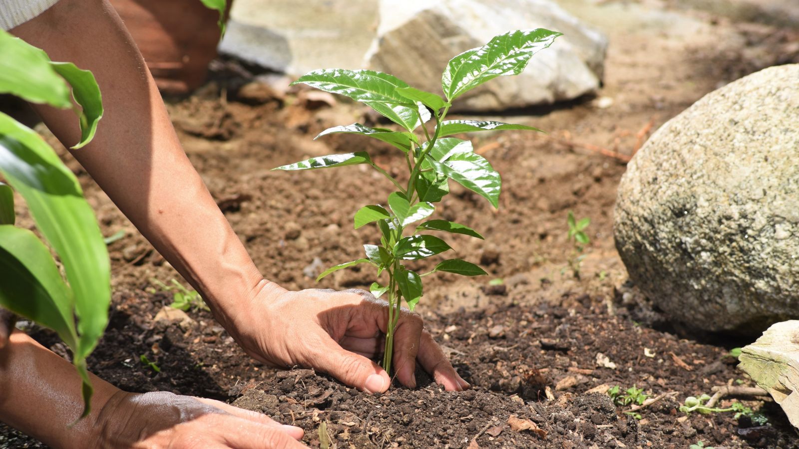 Ward Williams HR contribution to tree planting campaign